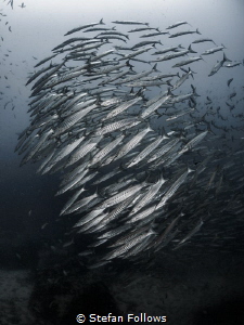 There's always a bigger fish ... ! Chevron Barracuda - Sp... by Stefan Follows 